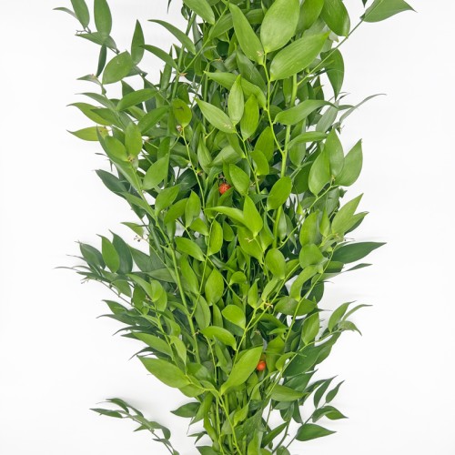 Ruscus Itali (Imported) - (Per Bundle) Ruscus Itali (Imported) - (Per Bundle)