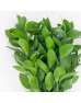 Ruscus (Local) - (10 Stems)
