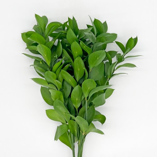 Ruscus (Local) - (10 Stems)