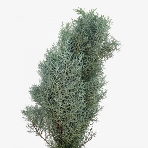 Snow Pine (Imported) - (Per Bundle) Snow Pine (Imported) - (Per Bundle)