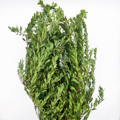 Snow Willow Leaf (Imported) - (Per Bundle)