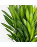 Song of Jamaica (Local) - (5 Stems)