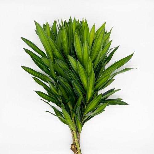 Song of Jamaica (Local) - (5 Stems)