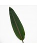 Sterlitzia Leaf (Local) - (5 Stems) Sterlitzia Leaf (Local) - (5 Stems)