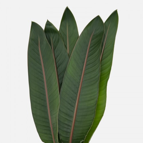 Sterlitzia Leaf (Local) - (5 Stems) Sterlitzia Leaf (Local) - (5 Stems)
