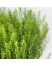 Thlaspi Green Bell (Local) - (Per Bundle)