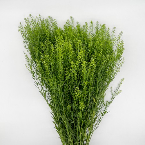 Thlaspi Green Bell (Local) - (Per Bundle)