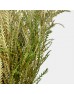 Wedge Fern Leaf (Imported) - (Per Bundle)