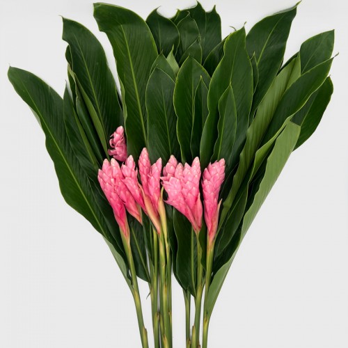 Alpinia / Ginger Pink (Iocal) - (5/10 Stems)