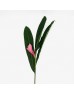 Alpinia / Ginger Pink (Iocal) - (5/10 Stems)