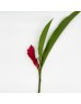 Alpinia / Ginger Red (Iocal) - (5/10 Stems)