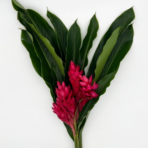 Alpinia / Ginger Red (Iocal) - (5/10 Stems)