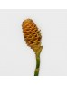 Wild Ginger (Iocal) - (Per Stem) Wild Ginger (Iocal) - (Per Stem)