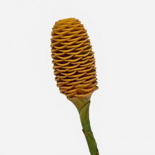 Wild Ginger (Iocal) - (Per Stem) Wild Ginger (Iocal) - (Per Stem)