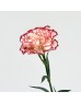 Carnations (Imported) - Tone Red 伊人 (10/20 Stems) Carnations (Imported) - Tone Red 伊人 (10/20 Stems)