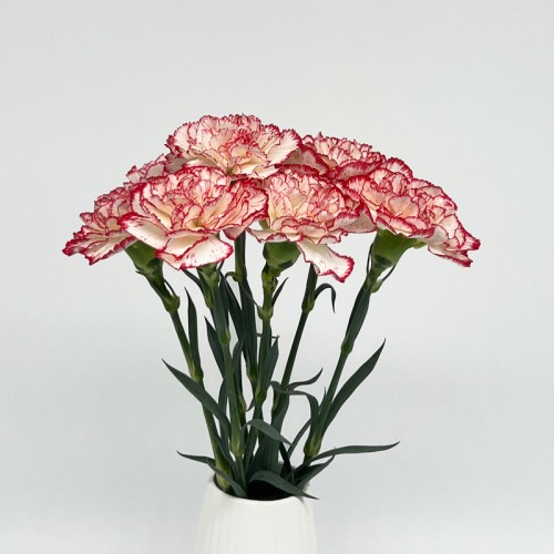 Carnations (Imported) - Tone Red 伊人 (10/20 Stems) Carnations (Imported) - Tone Red 伊人 (10/20 Stems)