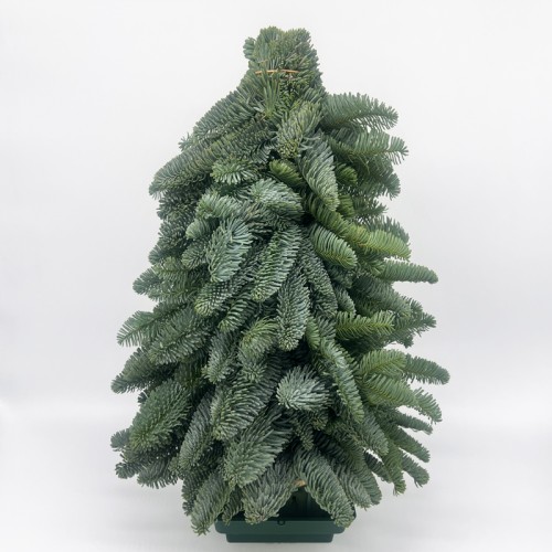 Abies Tree (Imported) - 30/40/50cm