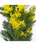Acacia Baileyana (Imported) - (Per Bunch)