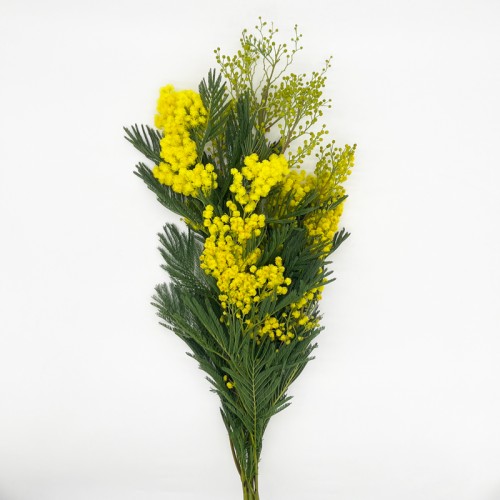 Acacia Baileyana (Imported) - (Per Bunch)