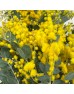 Acacia Farnesiana (Imported) - Yellow (Per Bundle)