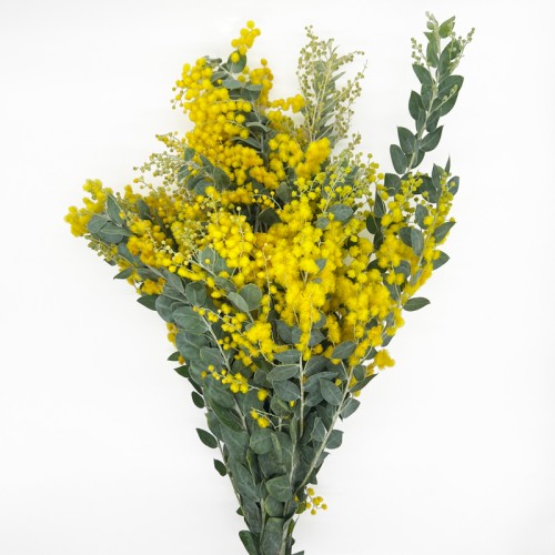 Acacia Farnesiana (Imported) - Yellow (Per Bundle)