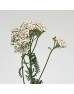 Achillea (Imported) - White (Per Bundle)