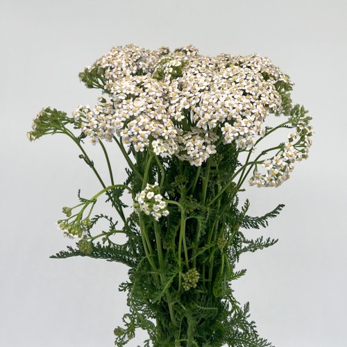 Achillea (Imported) - White (Per Bundle)