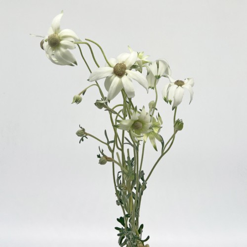 Actinotus Helianthi (Imported) - (2 Stem)