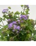 Ageratum (Imported) - Purple (Per Bundle)