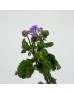 Ageratum (Imported) - Purple (Per Bundle)