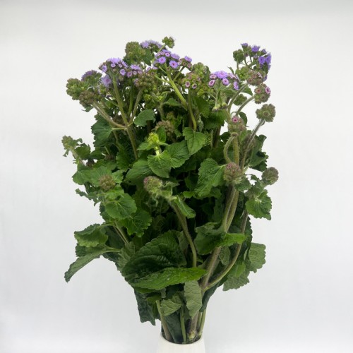 Ageratum (Imported) - Purple (Per Bundle)