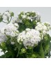Ageratum (Imported) - White (Per Bundle) Ageratum (Imported) - White (Per Bundle)