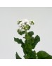 Ageratum (Imported) - White (Per Bundle) Ageratum (Imported) - White (Per Bundle)