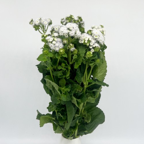 Ageratum (Imported) - White (Per Bundle) Ageratum (Imported) - White (Per Bundle)