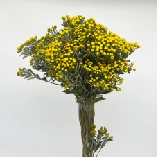 Ajania Fastigiata (Imported) - Yellow (Per Bundle)
