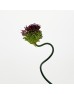Curved Allium (Imported) - Purple (5 Stems)