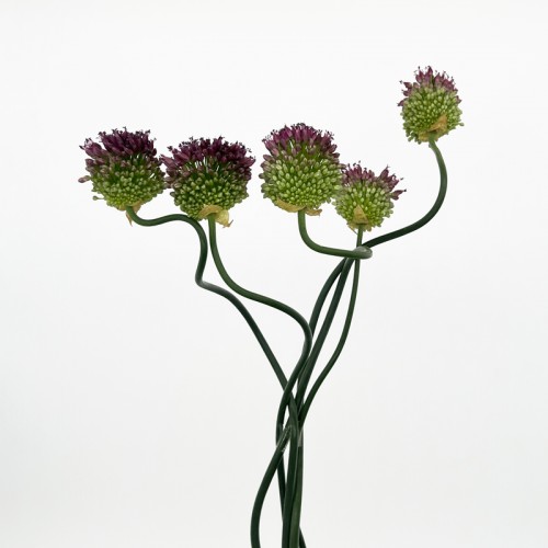 Curved Allium (Imported) - Purple (5 Stems)