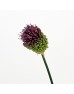 Straight Allium (Imported) - Purple (5/10 Stems)