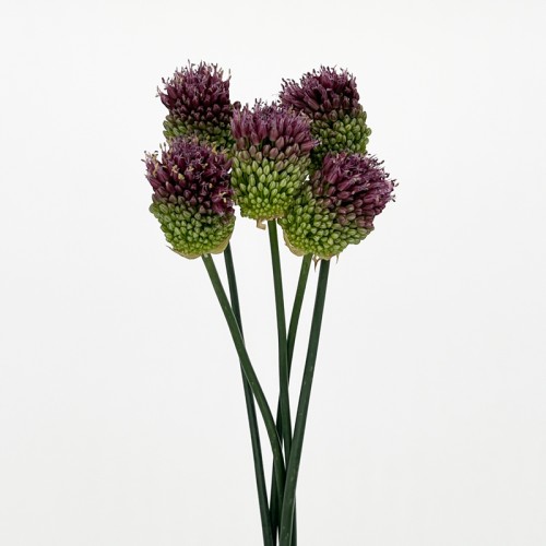 Straight Allium (Imported) - Purple (5/10 Stems)