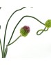 Allium (Imported) - (5 stem) Allium (Imported) - (5 stem)