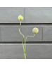 Alliuum Summer Splush (Imported) - (Per Stem)