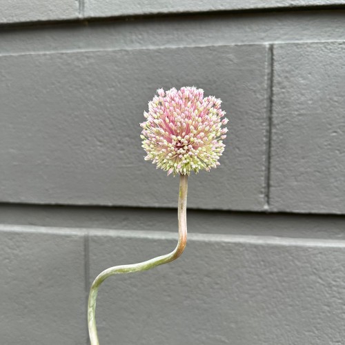 Alliuum Summer Splush (Imported) - (Per Stem)