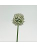 Allium (Iocal) - (Per Bundle)