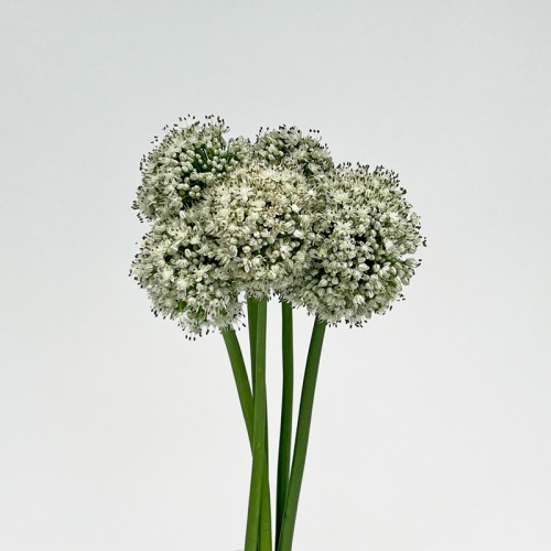 Allium (Iocal) - (Per Bundle)