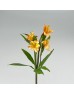 Alstroemeria (Imported) - Orange (5/10 Stems) Alstroemeria (Imported) - Orange (5/10 Stems)