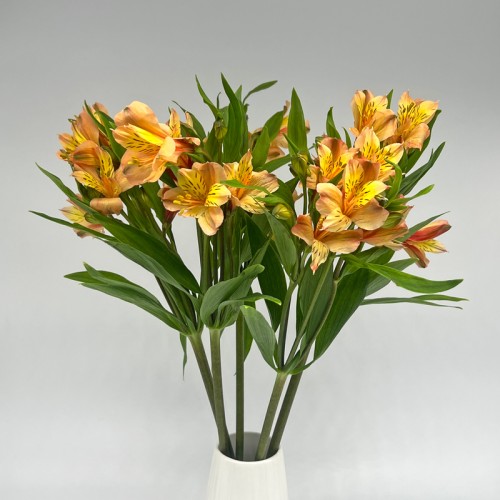 Alstroemeria (Imported) - Orange (5/10 Stems) Alstroemeria (Imported) - Orange (5/10 Stems)