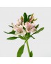 Alstroemeria (Imported) - Pink (5/10 Stems) Alstroemeria (Imported) - Pink (5/10 Stems)