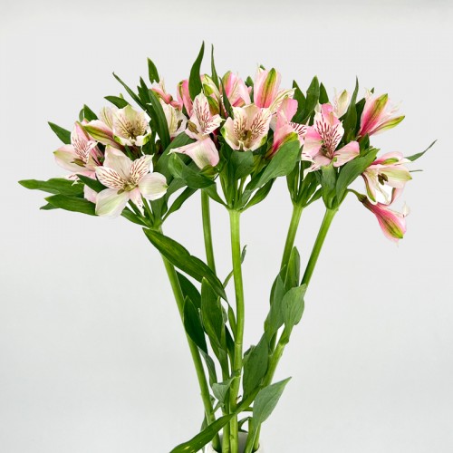 Alstroemeria (Imported) - Pink (5/10 Stems) Alstroemeria (Imported) - Pink (5/10 Stems)
