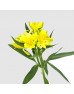 Alstroemeria (Imported) - Yellow (5/10 Stems) Alstroemeria (Imported) - Yellow (5/10 Stems)