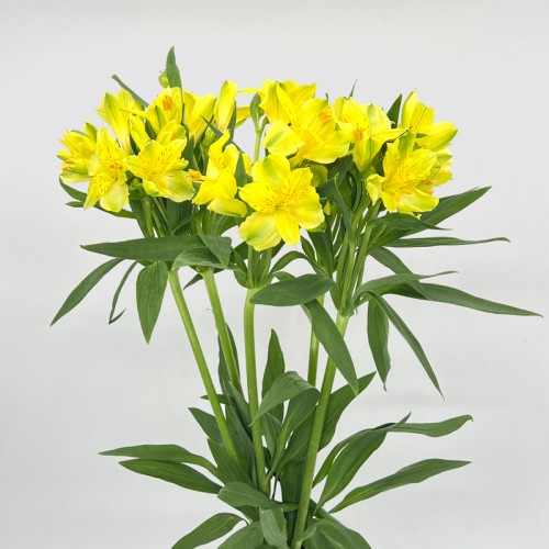 Alstroemeria (Imported) - Yellow (5/10 Stems) Alstroemeria (Imported) - Yellow (5/10 Stems)